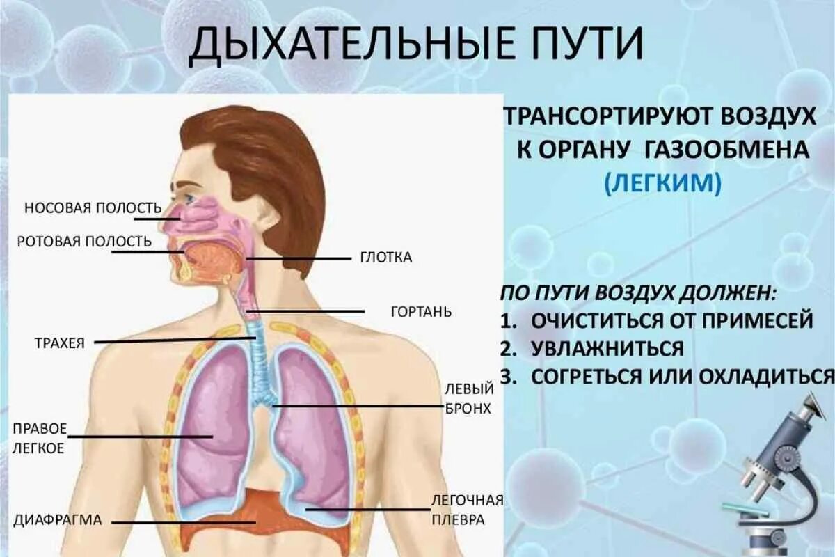 Что значит жесткие легкие. Дыхательные пути. Дыхательная система человека. Дыхательная система рисунок. Легкие и дыхательные пути.