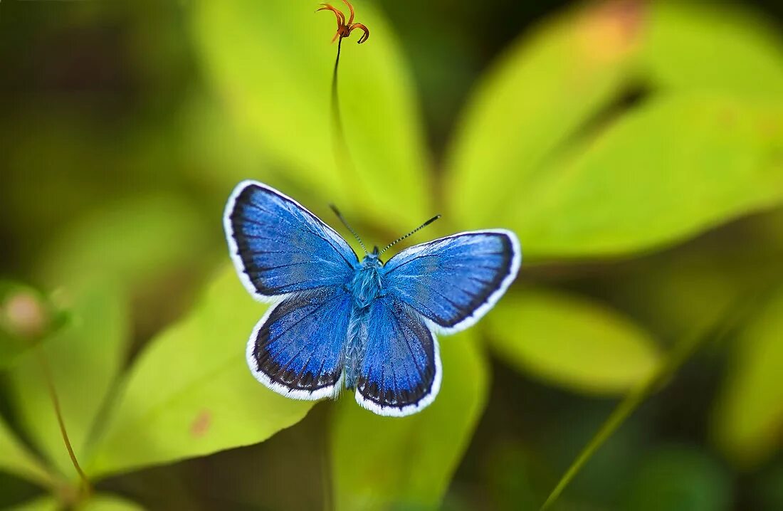 Бабочки голубянки чудесной. Голубянка мелеагр бабочка. Голубянка Эвмедон бабочка. Голубянка аргали. Голубянка аргали бабочка.