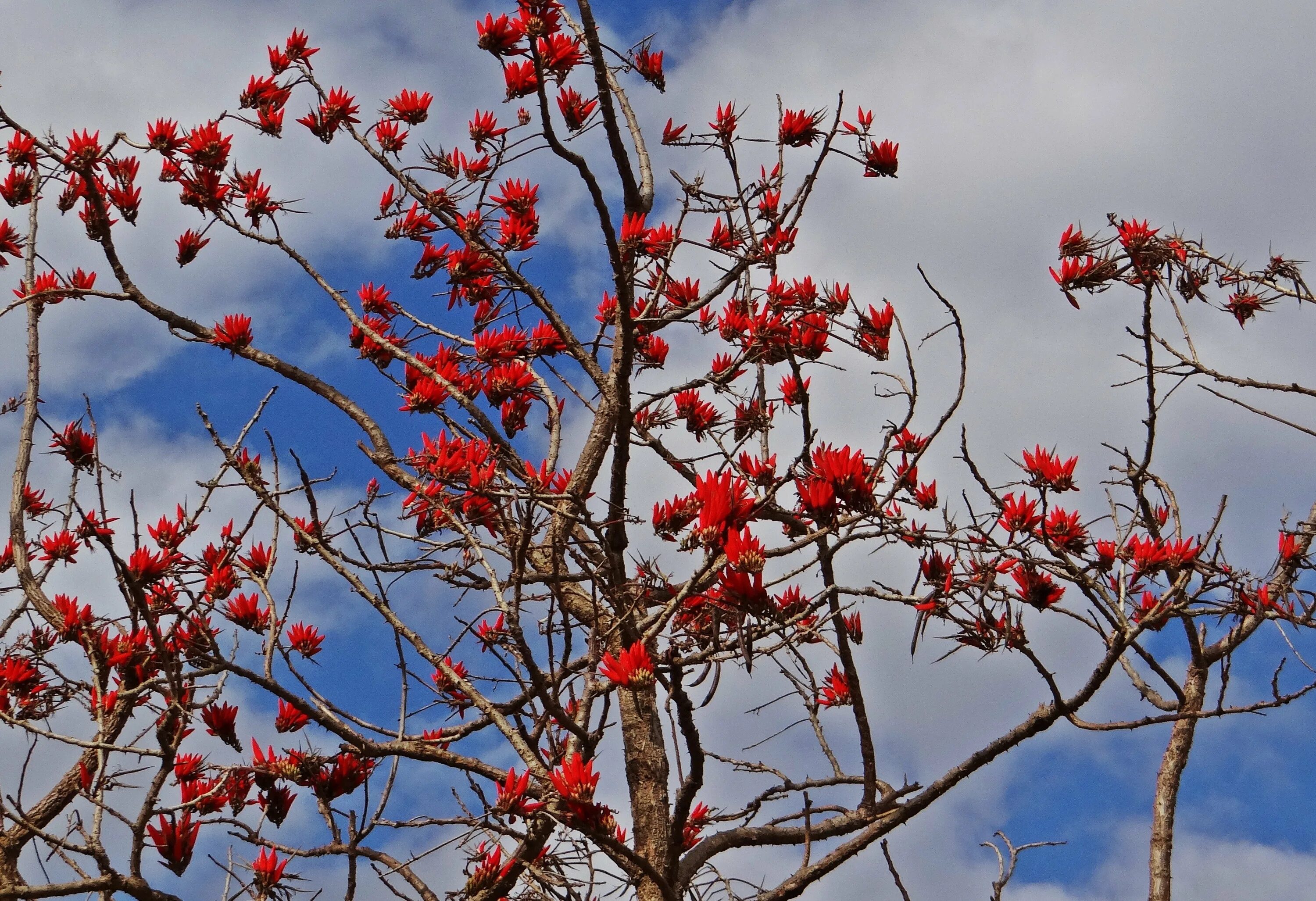 Дерево с цветами без листьев. Эритрина коралловое дерево. (Erythrina Indica),дерево мандара.. Эритрина колючая растение. Китайская колючая рябина.