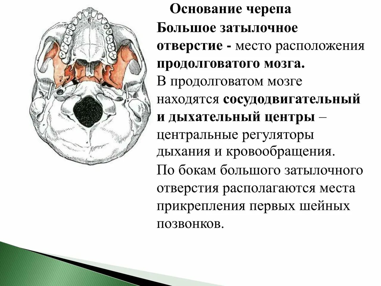 Основание черепа где. Структуры, проходящие через большое затылочное отверстие?. Большое затылочное отверстие черепа. Строение основания черепа. Строение основания черепа человека.