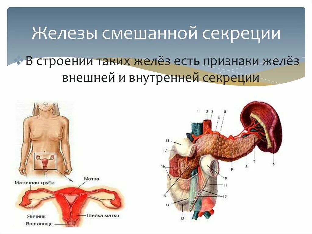 Печень относится к железам. Железы смешанной секреции. Жеднзы смешанноц секонуит. Семенная железа секреция. Железы ссашенной серекци.