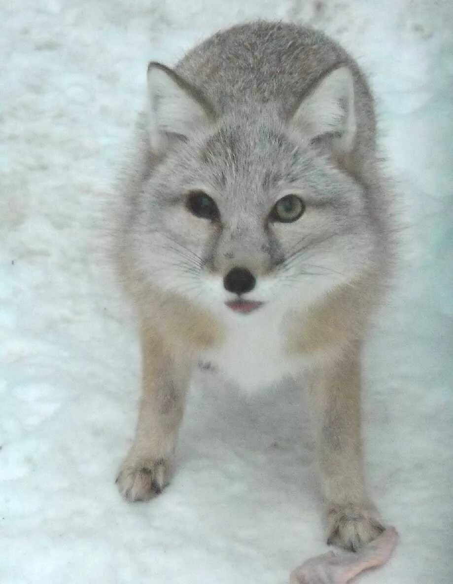 Корсак зимой. Корсак алтайский край. Корсак зимой. Зимний корсак. Корсак животное.