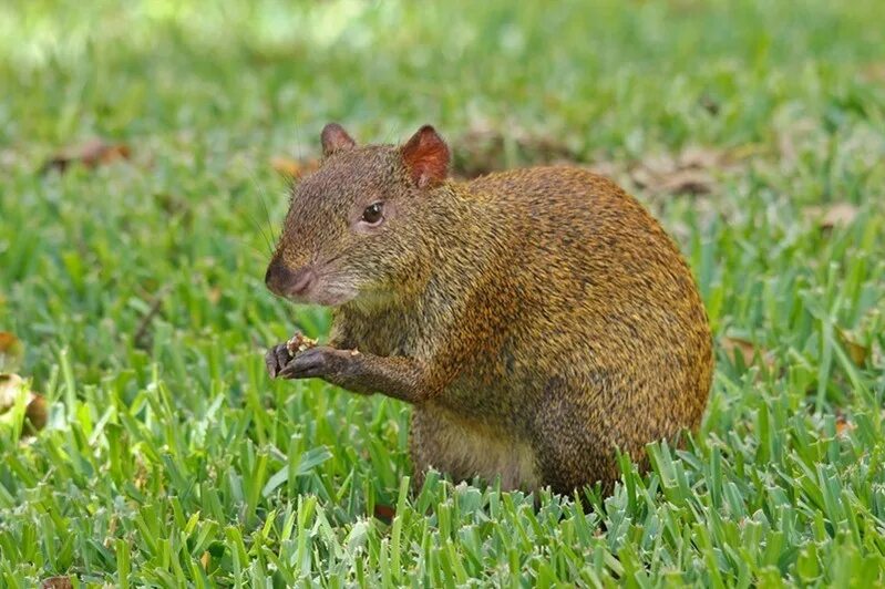 грызун родич агути кроссворд. мексиканский агути. грызун родич агути кроссворд. байцаев агути. распространители семян млекопитающие.