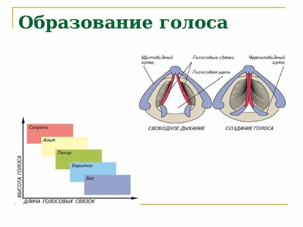 От чего зависят голосовые связки. Голосовые связки образуют высокий голос. Как образуется голос.