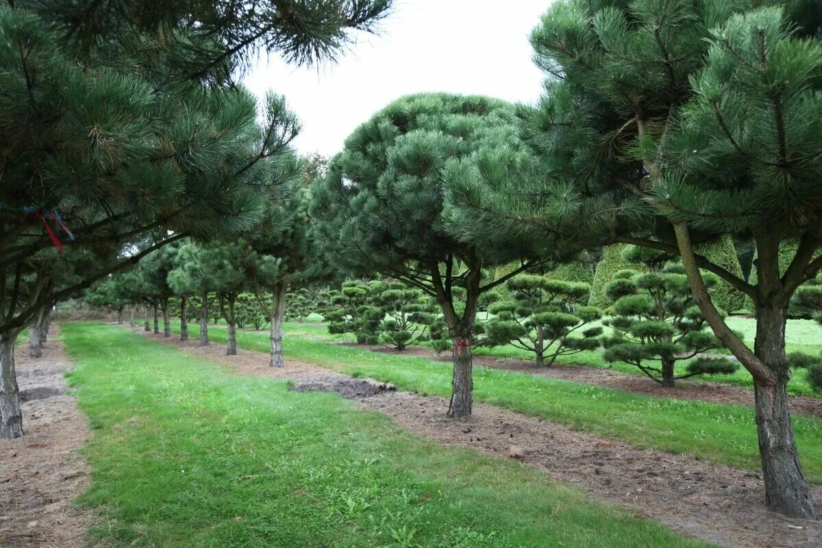 Сосна Pinus nigra. Сосна черная / Pinus nigra nigra. Сосна черная Австрийская (Pinus nigra). Сосна черная Нигра (Pinus nigra nigra).