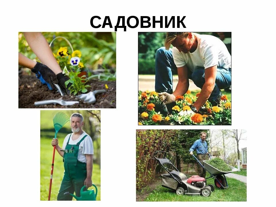 Профессия садовник для детей. Профессия садовник для детей. Профессия садовник для детей. Профессия садовник для детей. Садовник рисунок.