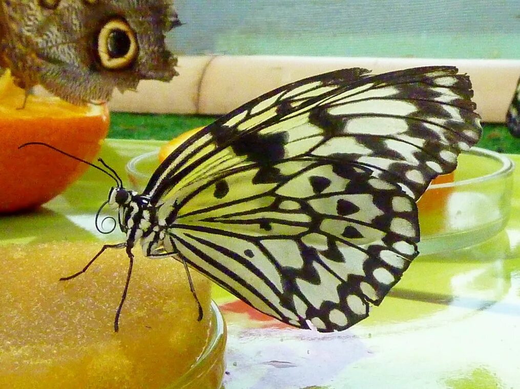 Сколько живут домашние бабочки. Домашняя бабочка. Кормление бабочек. Бабочки которые живут в доме. Бывают домашние бабочки.
