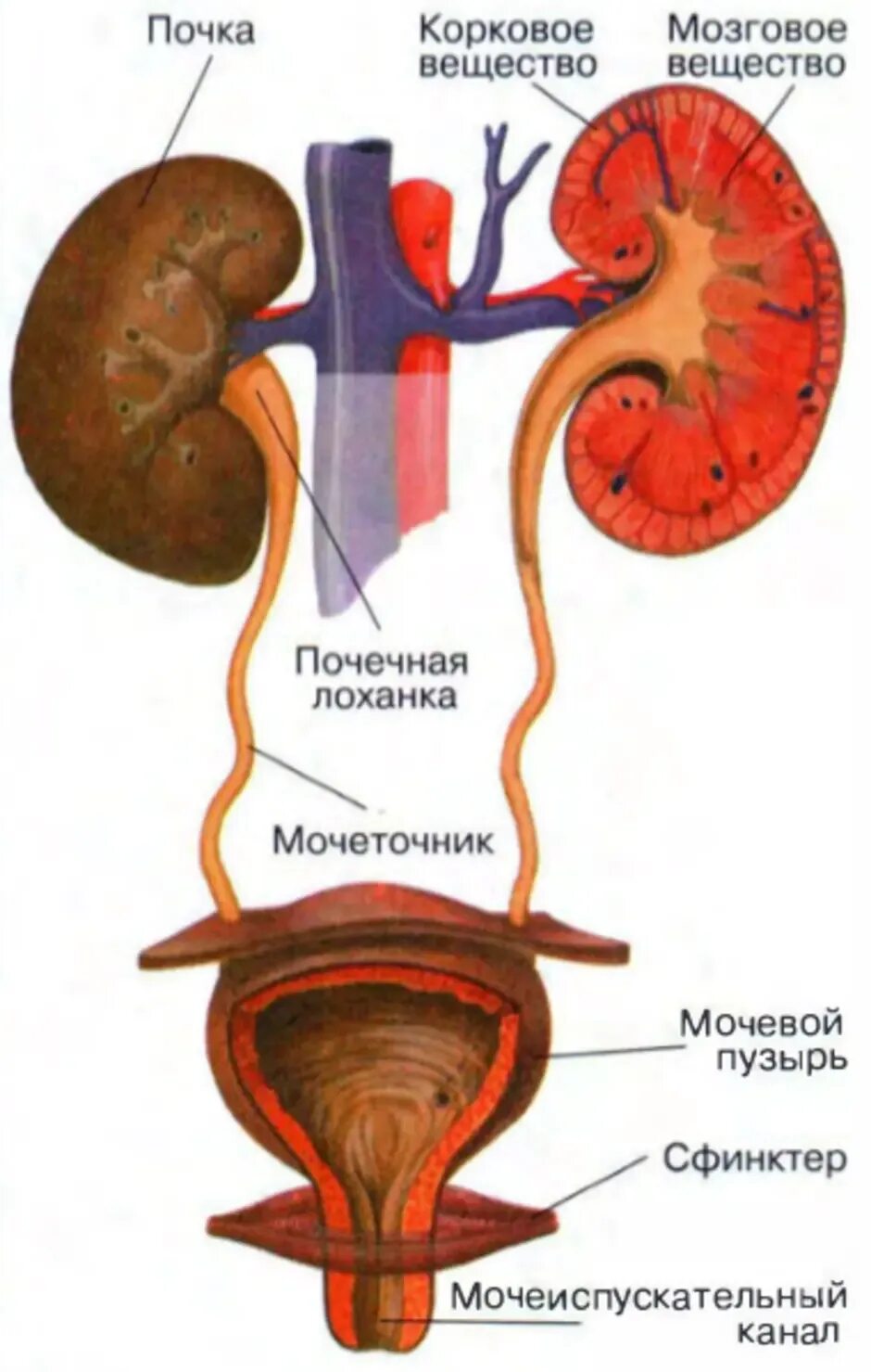 От почек отходят мочеточники. Выделительная система строение почки. Почки мочеточники мочевой пузырь строение. Органы выделительной системы мочевой пузырь. Мочевыделительная система рис 57.