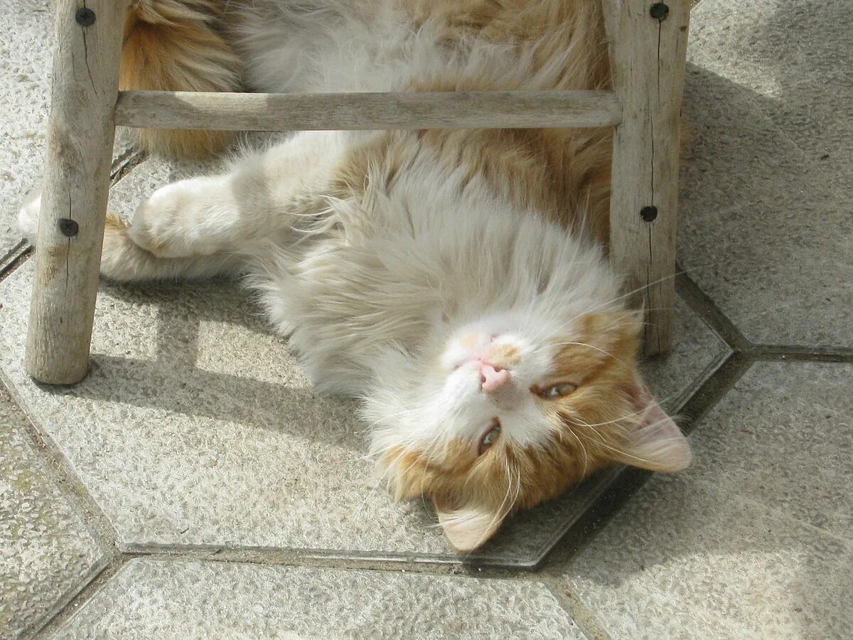 Cat under the Chair. Колыбель для кошки. Cat named Chair. Cat Armchair. There isn t a cat