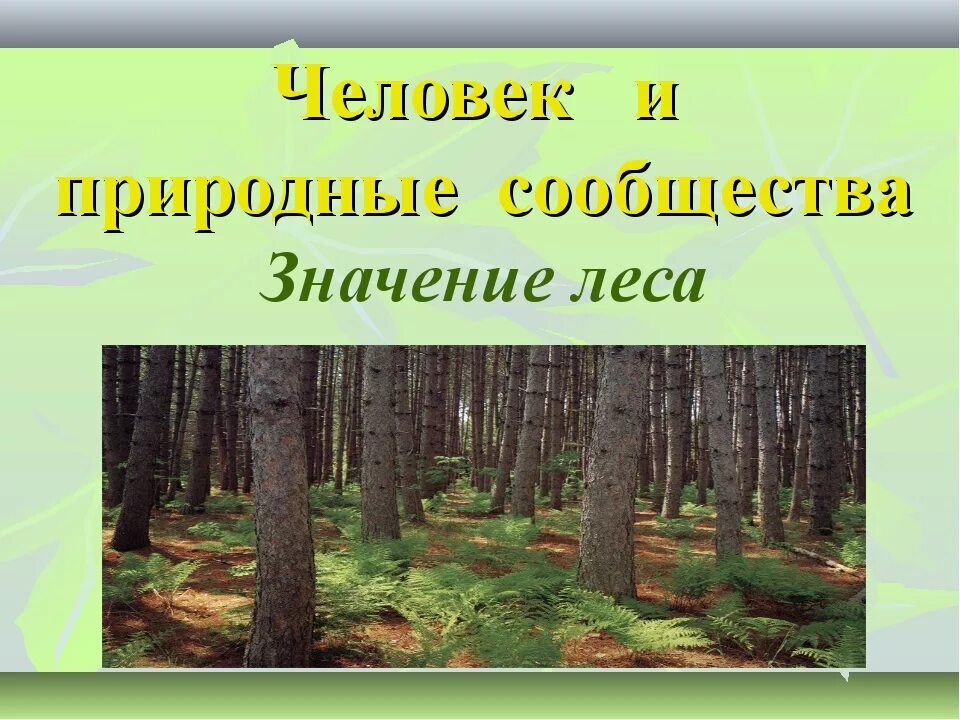 Природные сообщества. Природное сообщество леса. Название природного сообщества – лес.. Природное сообщество окружающий мир. Лес является природным сообществом