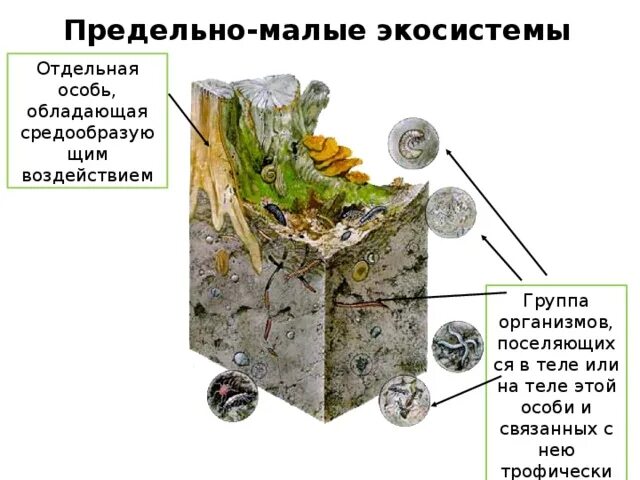 Предельно малые экосистемы. Экосистема презентация 11 класс биология. Особь в экосистеме. Предельно малые экосистемы примеры.