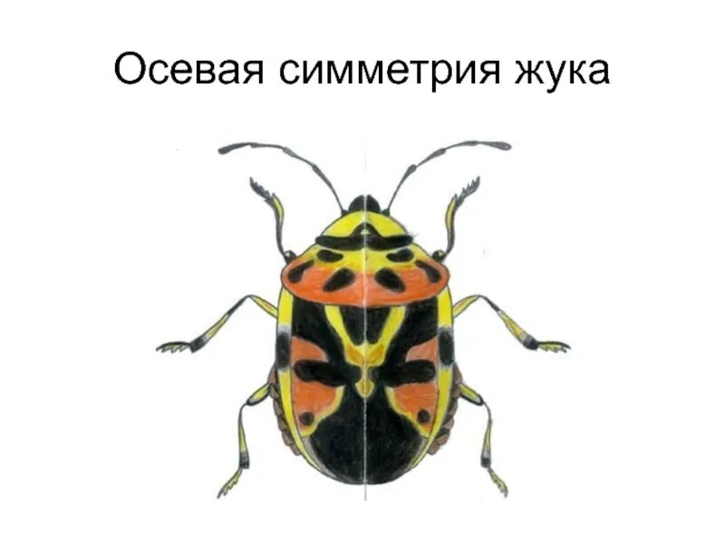 Жук математик. Жук симметрия. осевая симметрия жук. симметрия насекомых. осевая симметрия в природе.