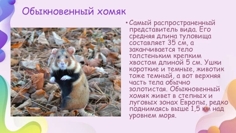 Хомяк обыкновенный краткое описание. Сообщение про хомяка обыкновенного. Хомяк обыкновенный описание. Хомяк в лесостепи. Продолжительность жизни обыкновенного хомяка.