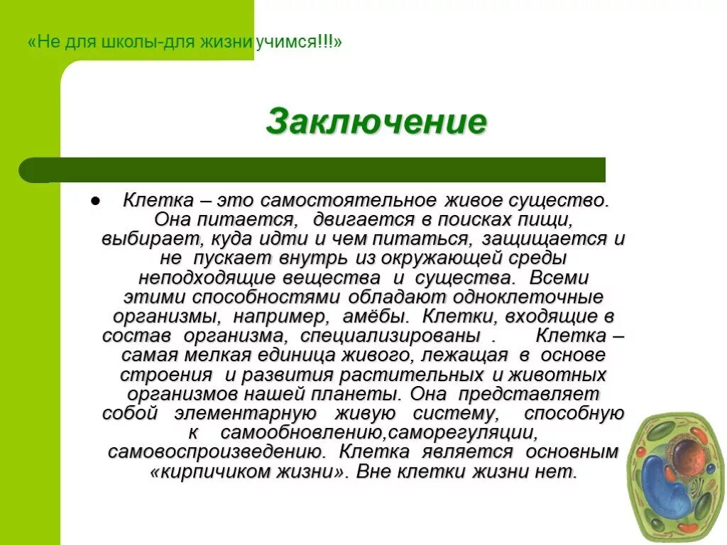 Растительная клетка вывод. Вывод строение клетки. Вывод по проекту строение клетки. Вывод по теме строение клетки. Заключение презентации по теме клетка.