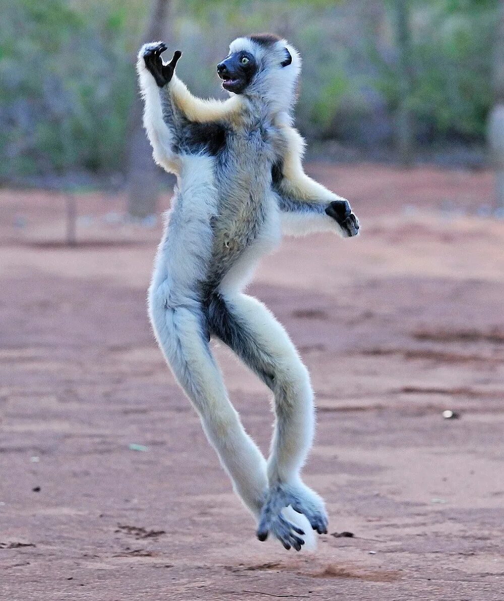 Про веселые танцы. Лемур сифака танцор. Веселые животные. Смешное животное. Прикольные танцы.