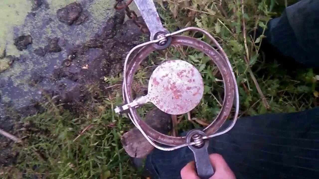 Как правильно ставить капкан на бобра. Как правильно ставить капкан на бобра