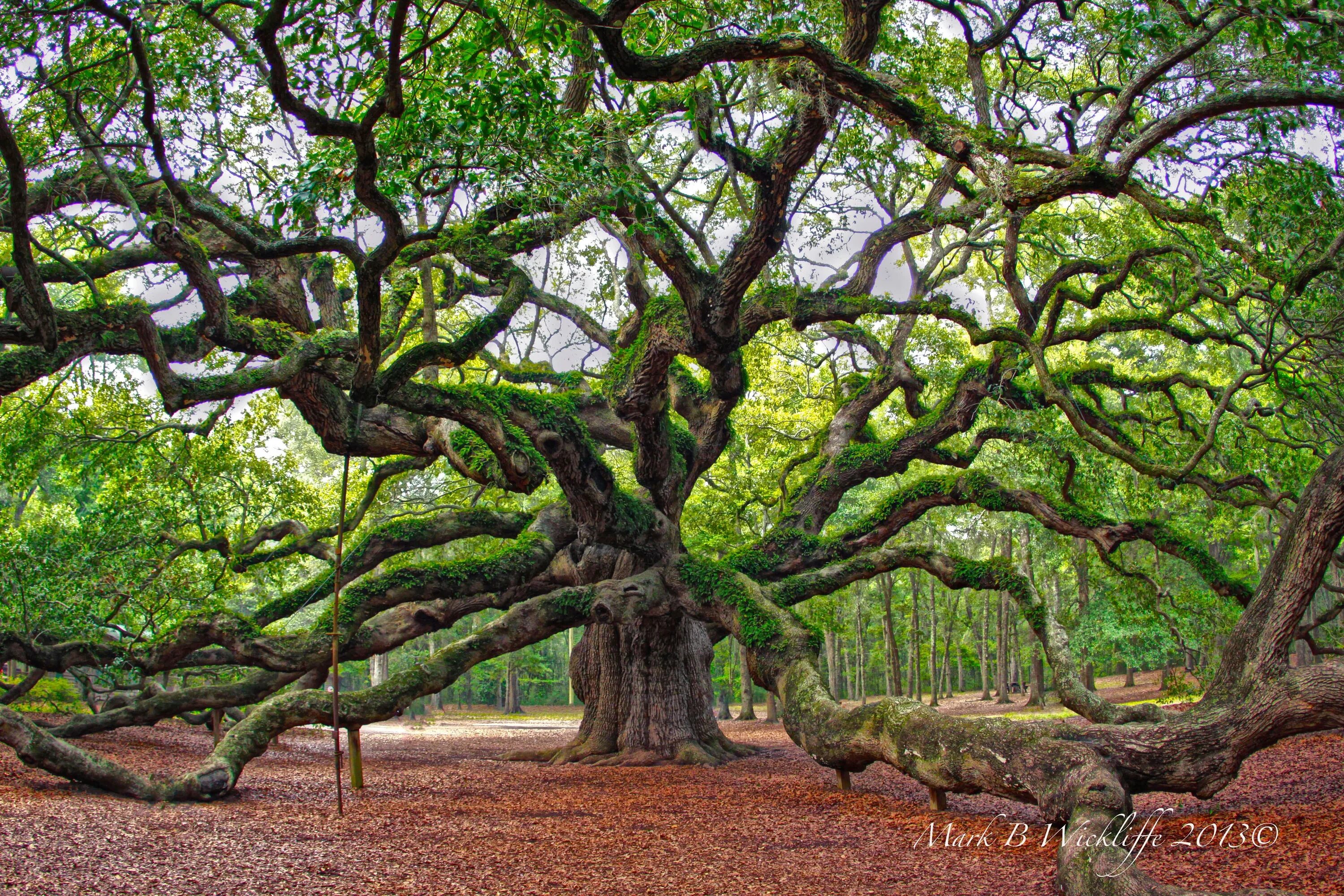 Большой дуб. Ангельский дуб Южная Каролина. Oak парк в Чарльстоне. Ветвистое дерево. Красивое ветвистое дерево.