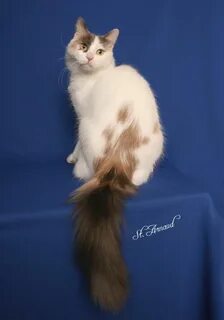 Cats long tails