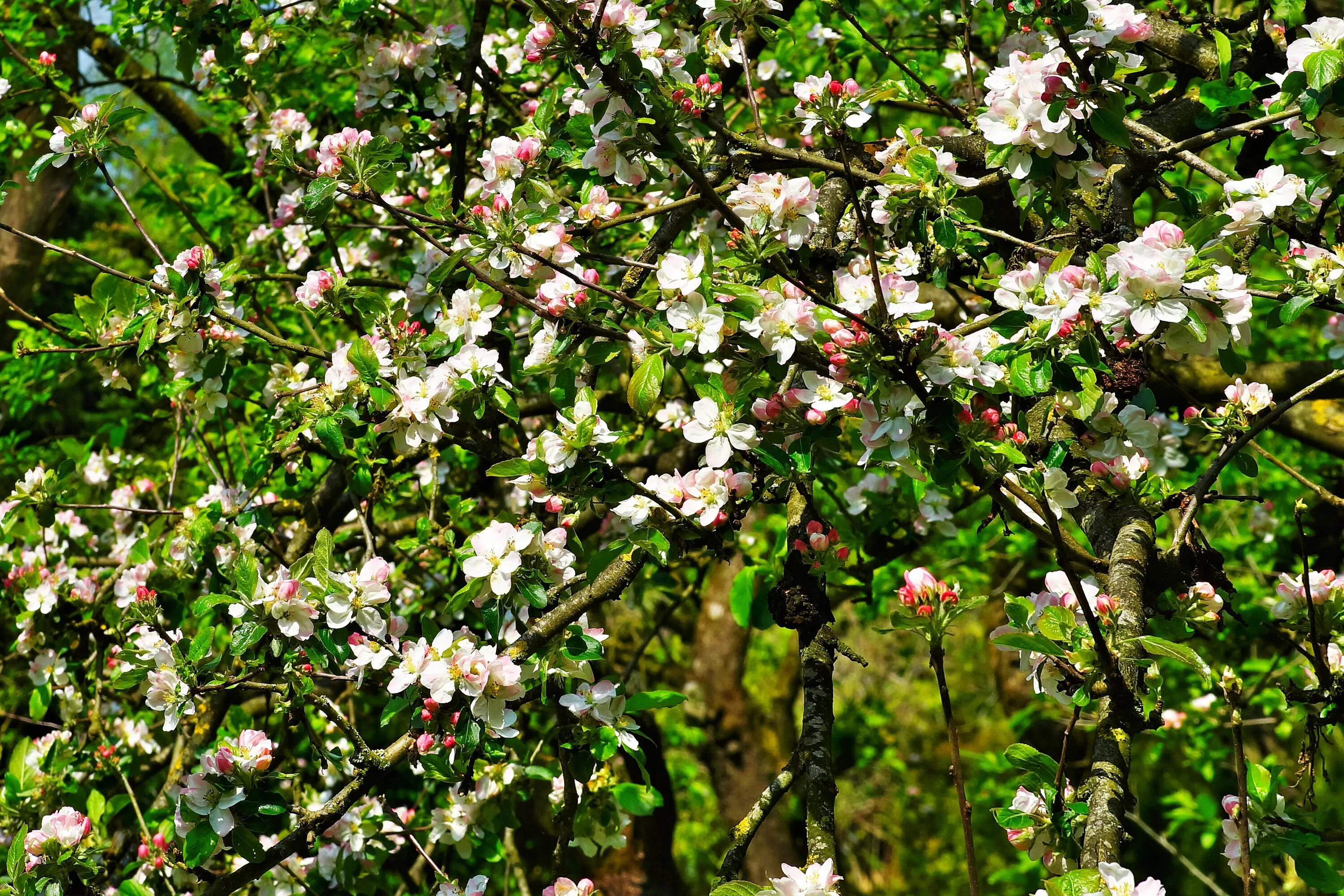Яблони пенза. Яблоня Лесная Malus Sylvestris. Яблоня Флорина цветение. Яблоня Медуница дерево. Яблоневый цвет (Malus domestica).