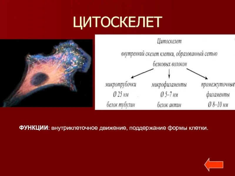 Выполняемые функции цитоскелета. Цитоскелет функции. цитоскелет клетки. функции цитоскелета.