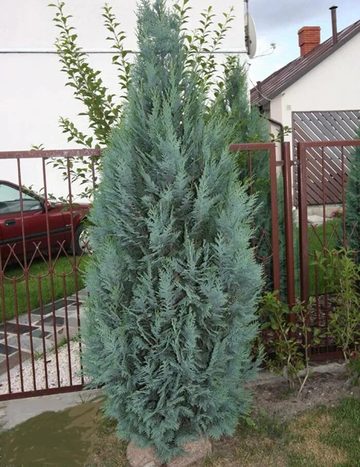 Кипарисовик лавсона ивонне. Кипарис колумнарис. Кипарисовик лавсона columnaris. Кипарисовик лавсона колумнарис описание. Кипарисовик лавсона колумнарис описание.