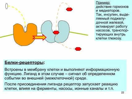 Гормоны и нейромедиаторы