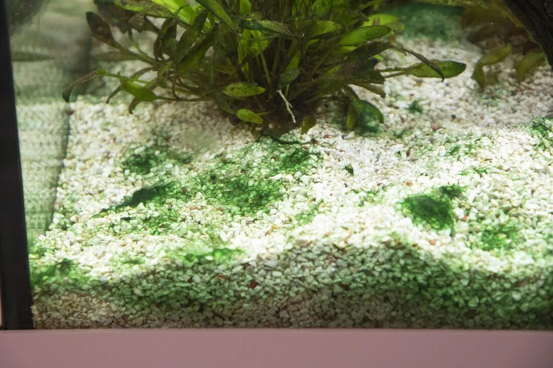 Водоросль Ксенококус. Анубиас Ксенококус. Налет на аквариуме. Зеленые водоросли в аквариуме.