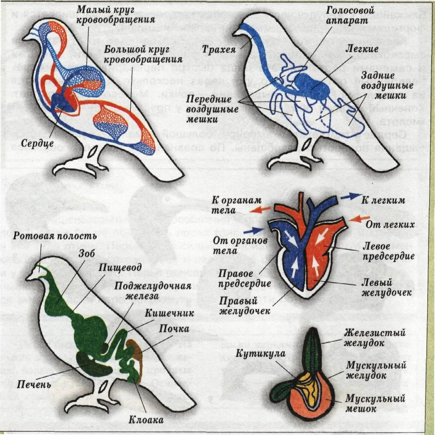 Внутренне строение птиц таблица. Пищеварительная система птиц 7 класс биология таблица. Система органов птиц 7 класс. Системы органов птиц 7 класс биология. Пищеварительная система класса птиц