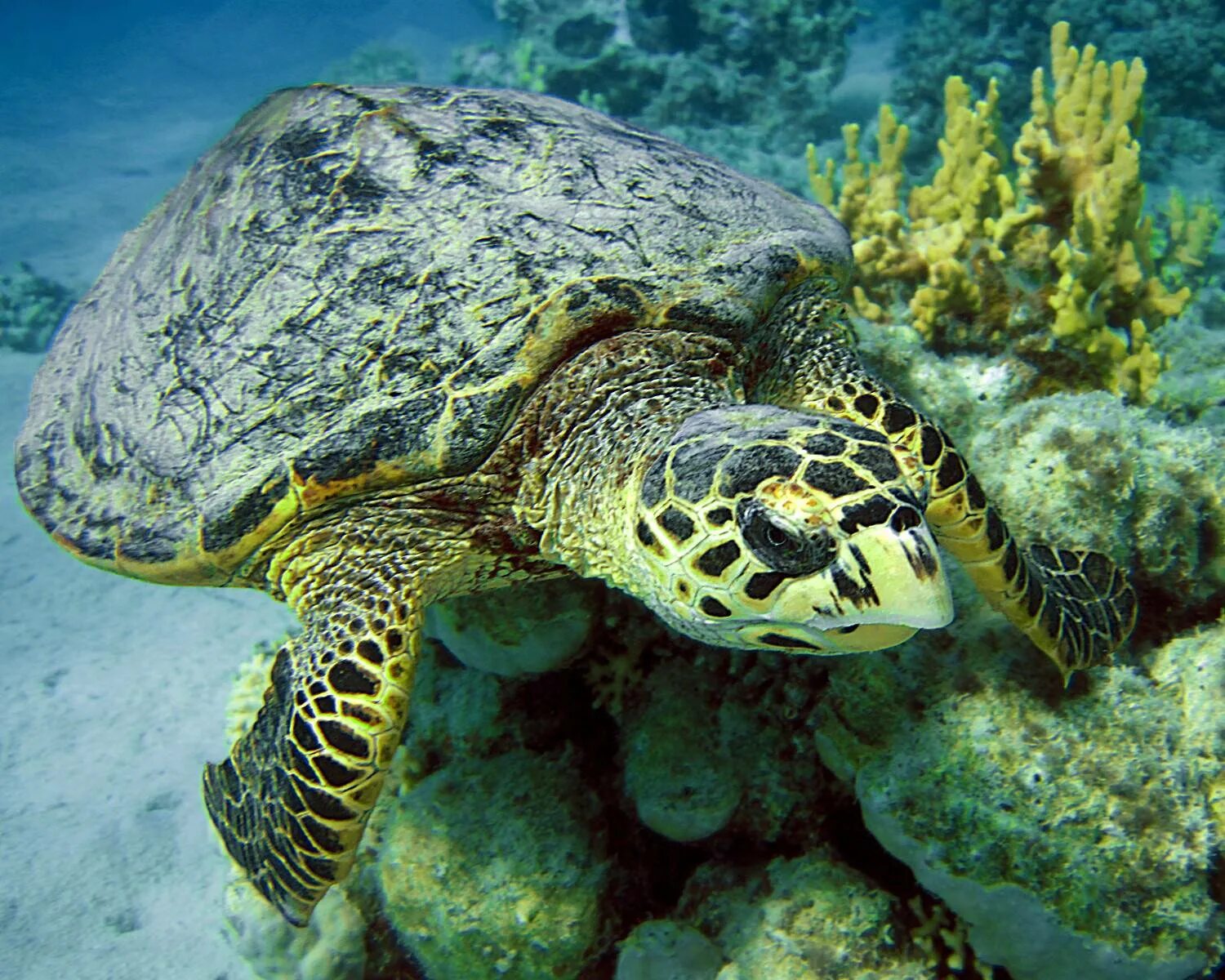 Морская черепаха бисса. Черепаха каретта-каретта. Морская черепаха бисса. Морская черепаха сбоку. Океанская черепаха.