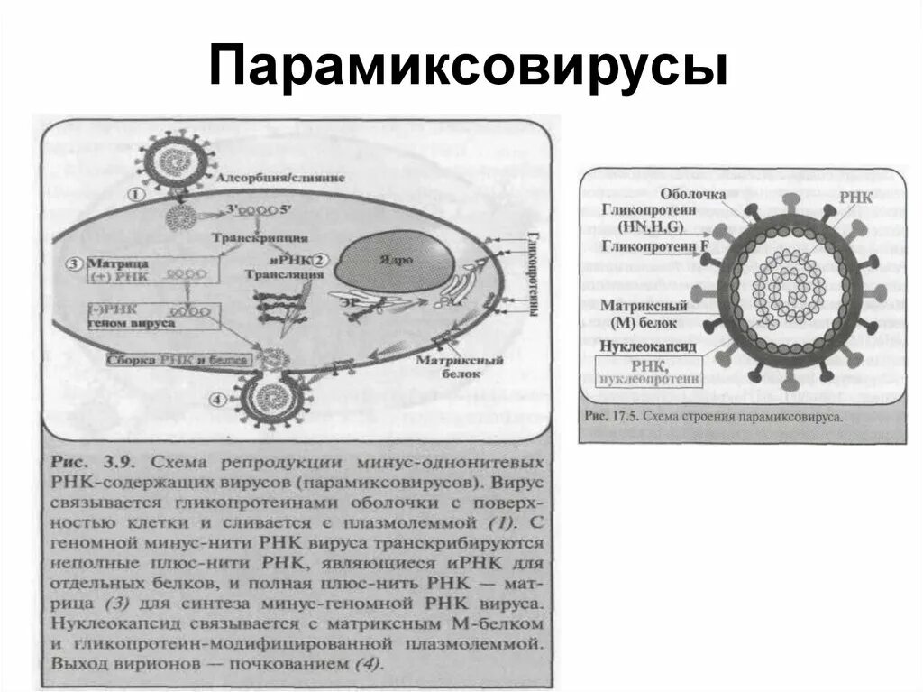 Минус рнк вирусы. Парамиксовирус репродукция микробиология. Схема репродукции вируса кори. Вирус семейства Paramyxoviridae, рода paramyxovirus. Парамиксовирусы морфология.