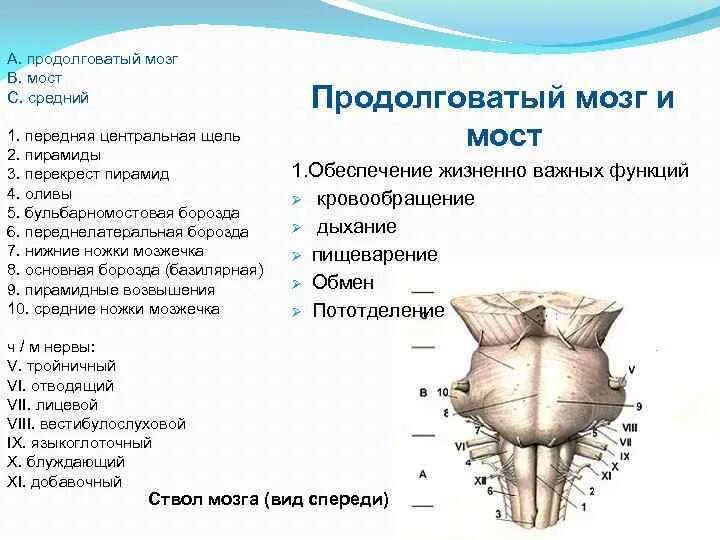 Части моста мозга. Продолговатый мозг анатомия строение. Строение продолговатого мозга и моста. Продолговатый мозг пирамиды Перекрест пирамид. Борозды продолговатого мозга.