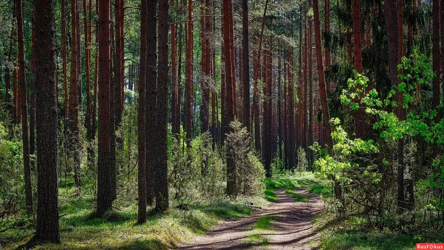 блэклист сосновый. хвойный лес карелии. блэклист сосновый. сестрорецк парк сосенки. сосновый бор белгородская область.