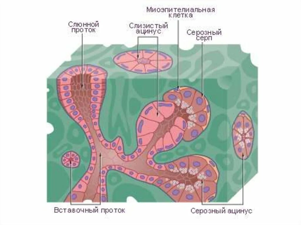 Ацинусы поджелудочной железы гистология. Ацинус поджелудочной анатомия. Ацинус протоки слюнных желез. Ацинус слюнной железы схема.