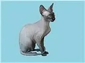 Сфинксы рвота. Худая кошка. Сфинксы рвота. Сфинксы рвота. Сфинкс с хозяином.