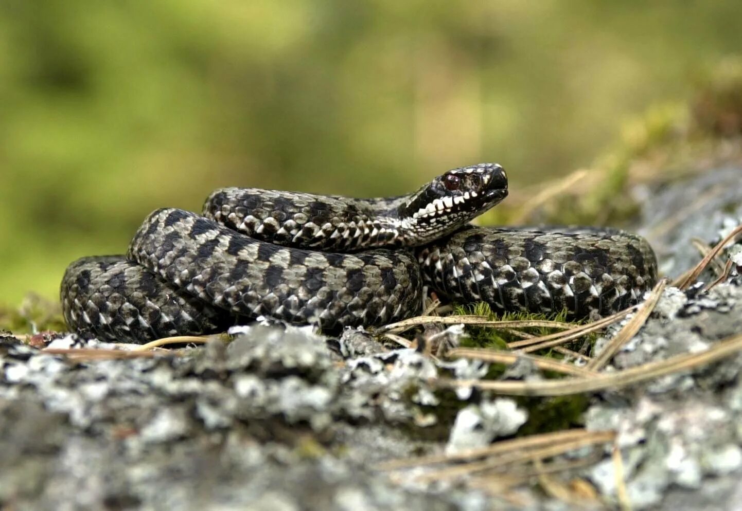 Обыкновенный подкаменщик (cottus gobio). Обыкновенный подкаменщик (бычок). Гадюка випера берус. Обыкновенная совершенная. Гадюка болотная.