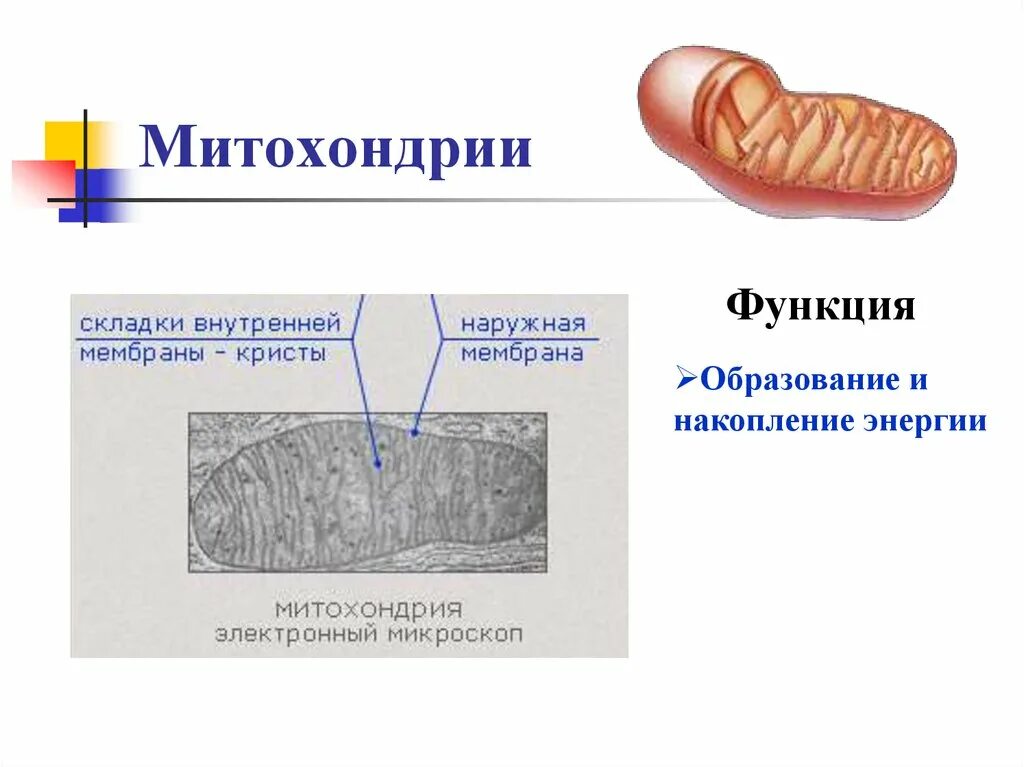 Митохондрии строение и функции. Митохондрии функции накопления. Митохондрии функции кратко. Строение митохондрии.