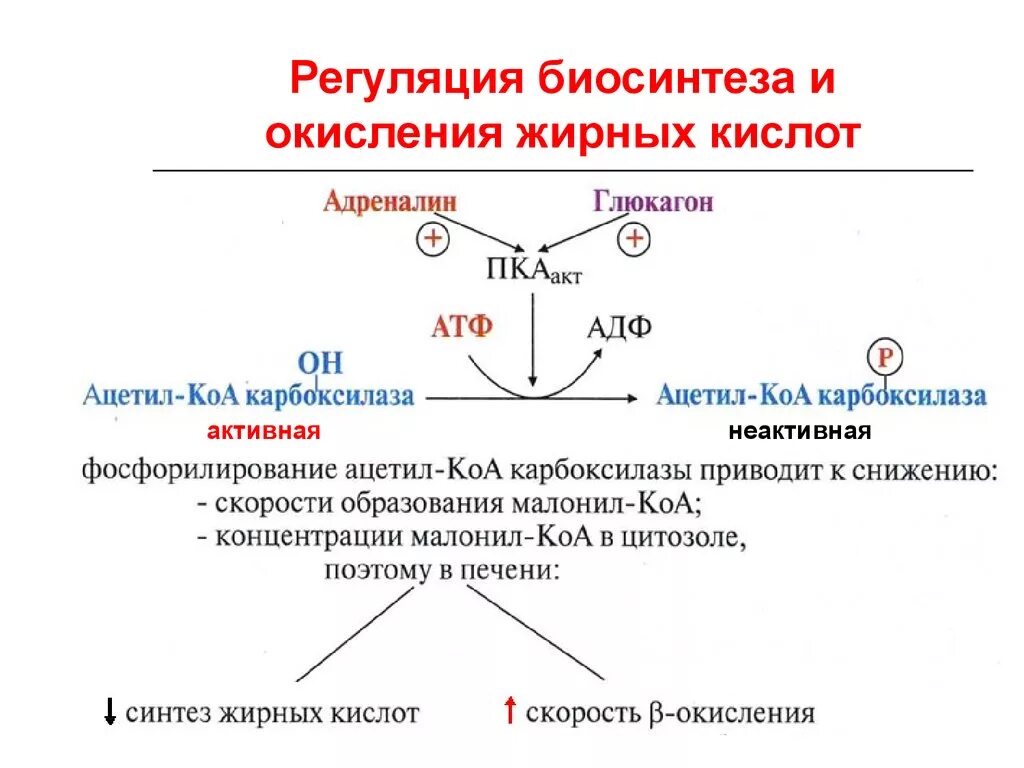 Биосинтез дыхания. Регуляция окисления жирных кислот биохимия. Регуляция процесса β-окисления ВЖК.. Активаторы бета окисления жирных кислот. Регуляция синтеза ВЖК.