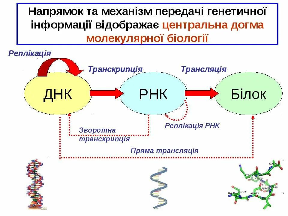 Схема передачи генетической информации от ДНК К белку.. Трансляция ДНК схема процесса. Репликация транскрипция трансляция схема. ДНК РНК белок структура. Белковая рнк