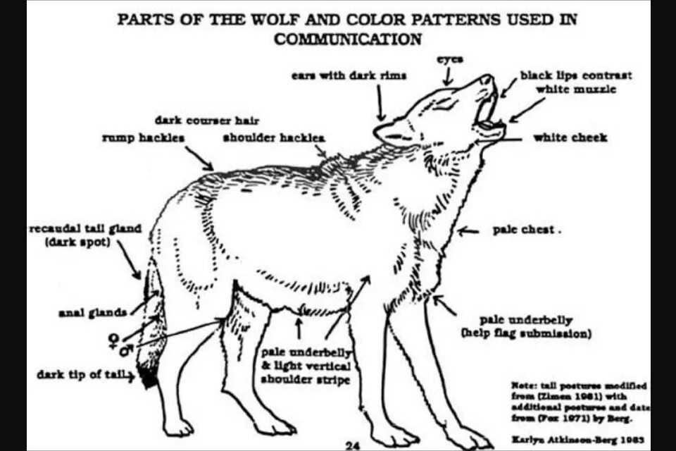 Строение волка. Рассказ о волке описание. Внешнее строение волков. Характеристика волка. Части тела волка.