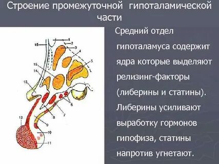 Задний отдел гипоталамуса