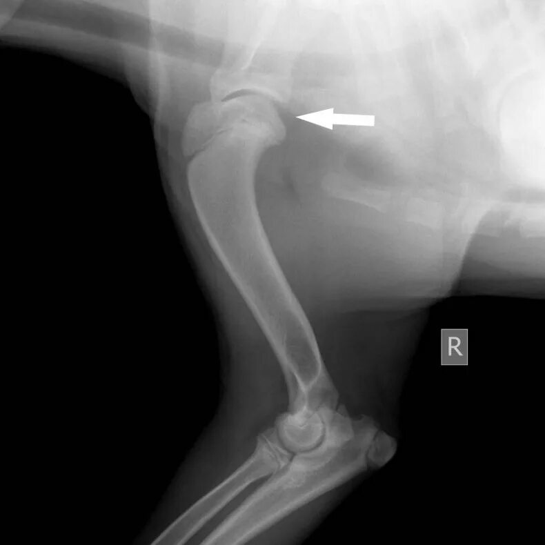 Болезни собак конечностей. Дисплазия плечевого сустава у собак. Артроз у собак симптомы. Анкилоз плечевого сустава рентген. Болезни мышц у животного.