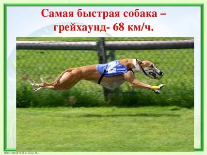 Самая быстрая скорость человека в час