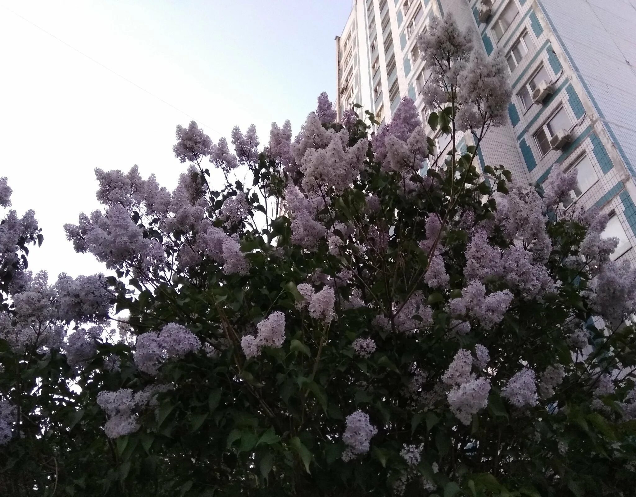 Улица сирени. Сирень Moskovskiy universitet. Сирень обыкновенная Московский университет. Цветение сирени Первомайская сиреневый бульвар. Метро университет цветение сирени.