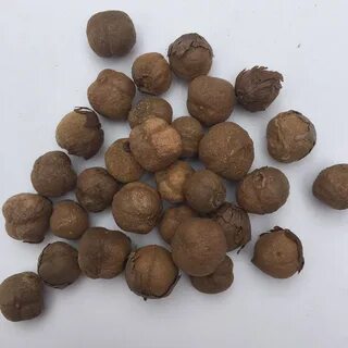 Семена денежного дерева
