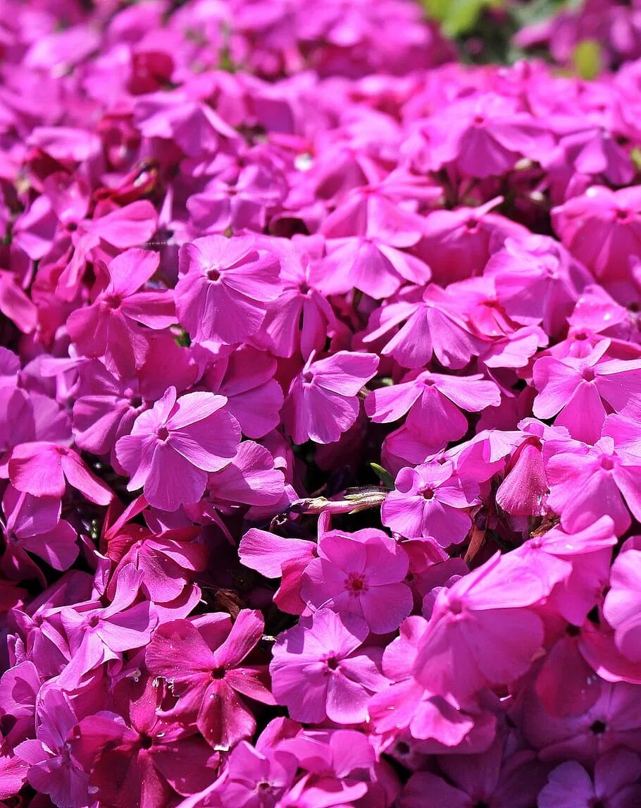 Purple ground