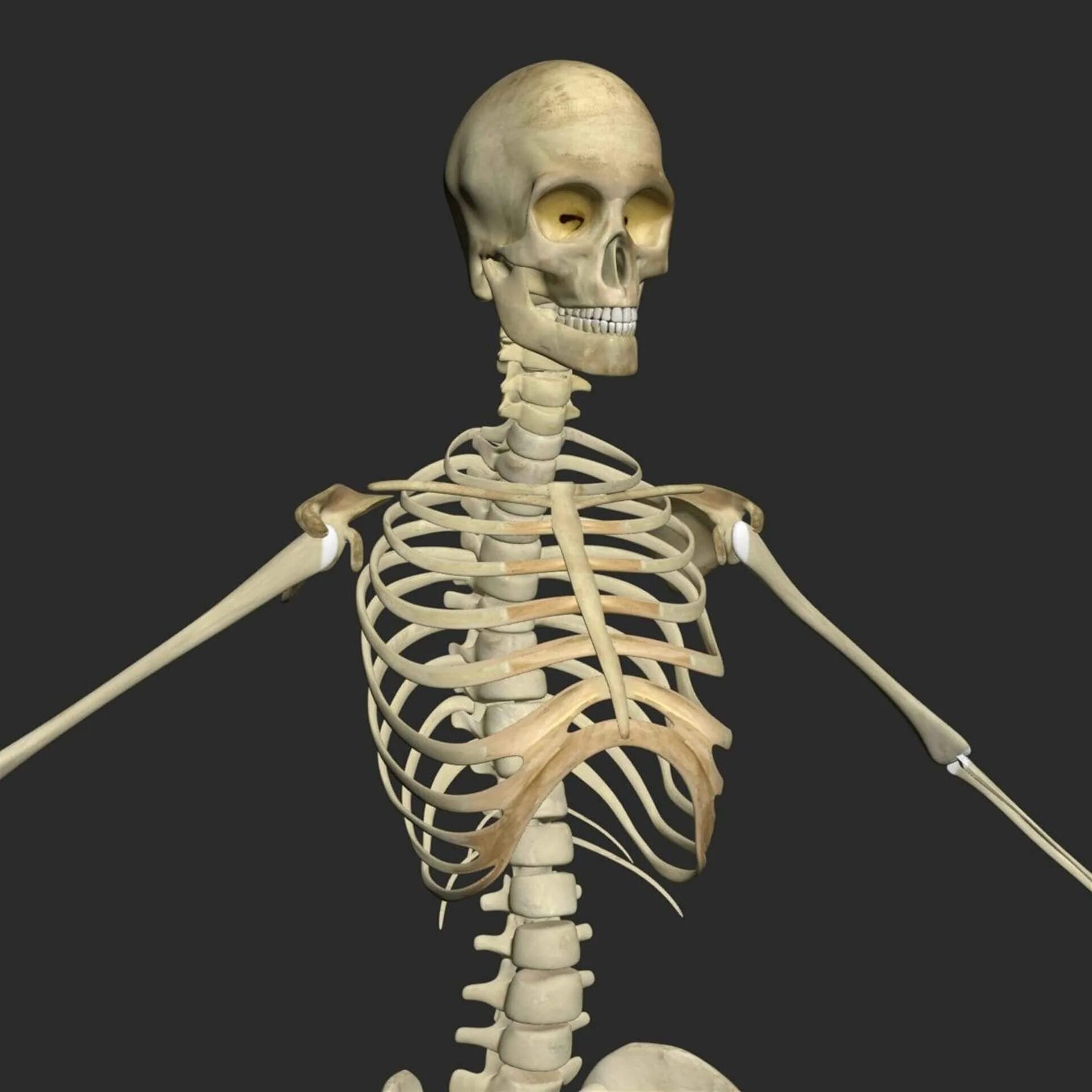 Скелет. Скелет человека. Скелет скелет.