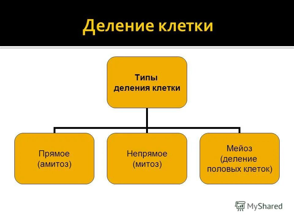 Типы деления клеток 3 типа. Прямое и Непрямое деление клетки. Типы деления клеток. Способы деления клетки. Виды непрямого деления.