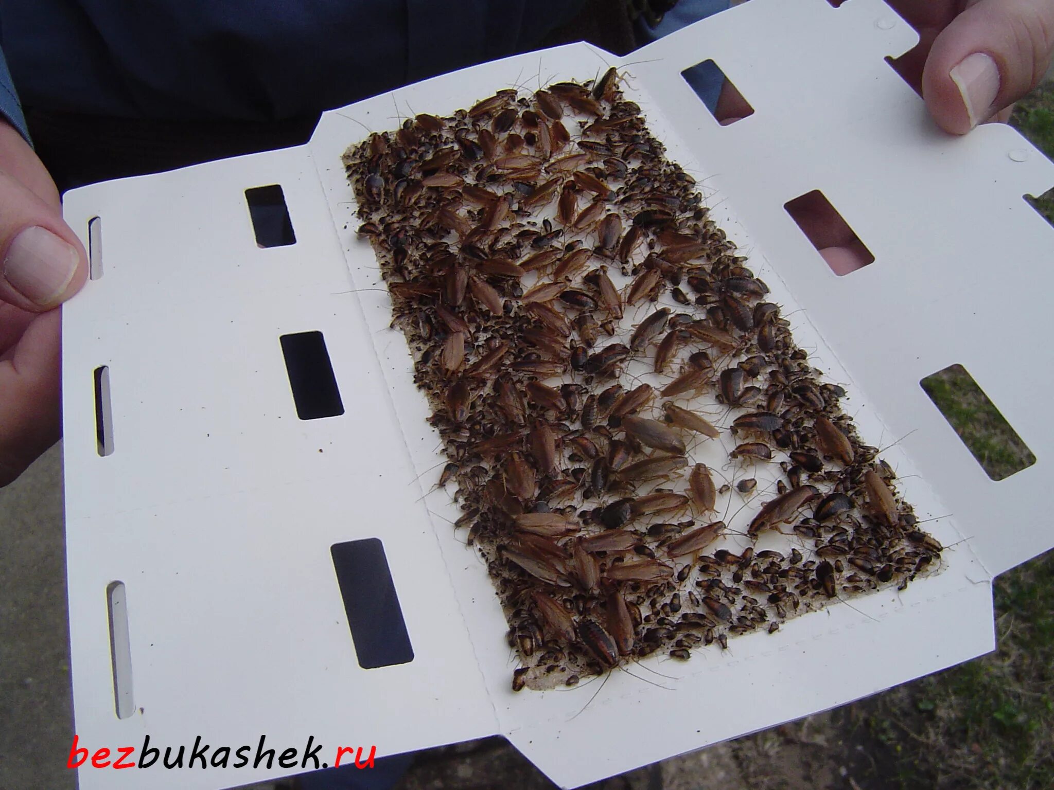 Ловушки для тараканов с тараканами. Как поймать таракана. Ловля тараканов. Самодельные ловушки для тараканов. Прусак таракан капкан.