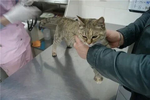 Прививка чумка котенок