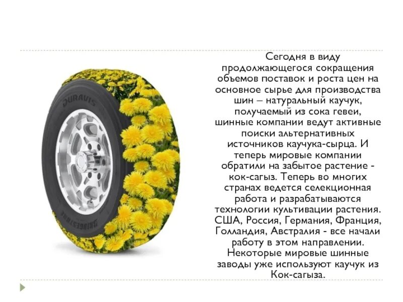 Значение слова кок. Одуванчик Кок-сагыз описание. Кок-сагыз растение. Кок-сагыз каучуконосный одуванчик. Одуванчик каучук.